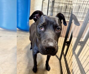 Marilynn - Female Labrador Retriever-Unknown Mix Dog for Adoption - Photo #2