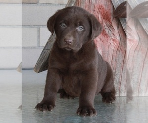 Labrador Retriever Puppy for sale in FREDERICKSBURG, OH, USA