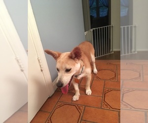 Carolina Dog Dogs for adoption in BETHESDA, MD, USA