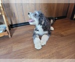 Small Photo #101 Bernedoodle (Miniature) Puppy For Sale in BLACK FOREST, CO, USA