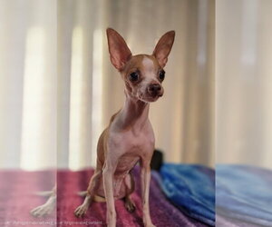 LUNA - Female Chihuahua Dog for Adoption - Photo #2