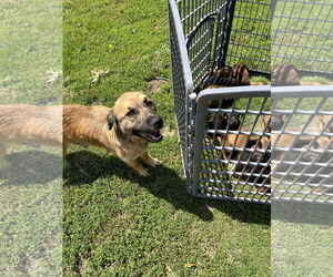 Anatolian Shepherd-Unknown Mix Dogs for adoption in Fairfield, IL, USA