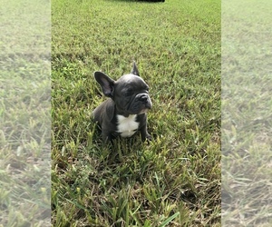 French Bulldog Puppy for sale in BOCA RATON, FL, USA