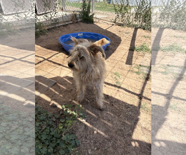 Medium Photo #2 Mutt Puppy For Sale in Amarillo, TX, USA
