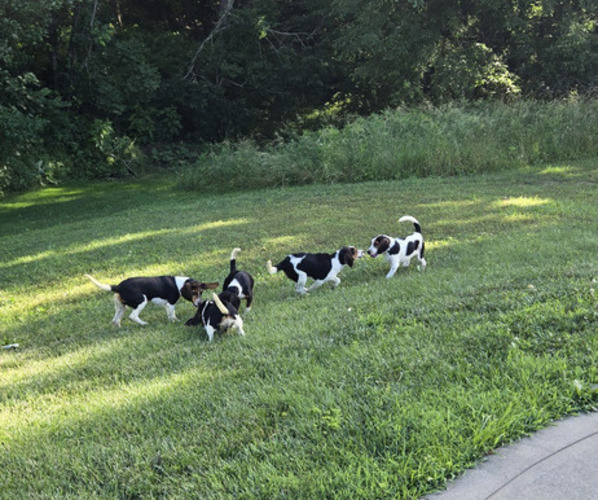 Medium Photo #1 Beagle Puppy For Sale in FREEPORT, OH, USA