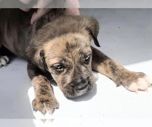 Medium Photo #2 Mutt Puppy For Sale in Houston, TX, USA
