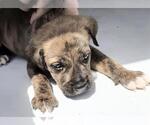 Small Photo #2 Mutt Puppy For Sale in Houston, TX, USA