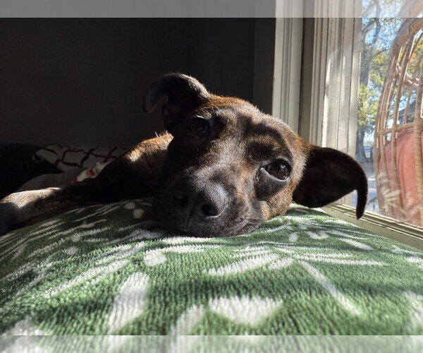 Medium Photo #4 Mutt Puppy For Sale in Greenville, SC, USA