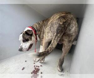 American Pit Bull Terrier-Unknown Mix Dogs for adoption in Houston, TX, USA