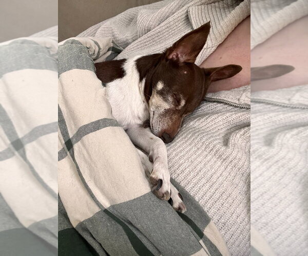 Medium Photo #4 Foxy Rat Terrier Puppy For Sale in Minneapolis, MN, USA