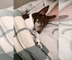 Sugar Plum - Pending Adoption - Female Foxy Rat Terrier Dog for Adoption - Photo #4