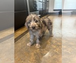Small #2 F2 Aussiedoodle