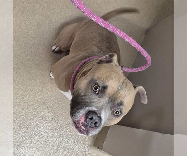 Medium Photo #2 Mutt Puppy For Sale in Decatur, IL, USA