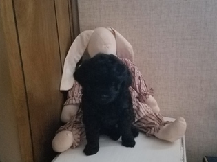 Poodle (Toy) Puppy for sale in NEW CHURCH, VA, USA