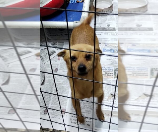 Medium Photo #5 Chihuahua-Unknown Mix Puppy For Sale in Mukwonago, WI, USA
