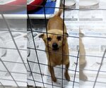 Small #4 Chihuahua Mix