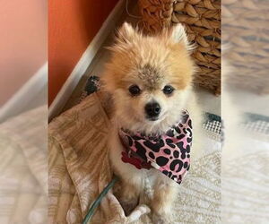 Pomeranian-Unknown Mix Dogs for adoption in San Diego, CA, USA