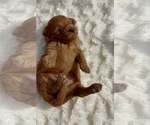 Small Photo #21 Goldendoodle (Miniature) Puppy For Sale in RANDOLPH, WI, USA
