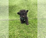 Small #4 Poodle (Toy)
