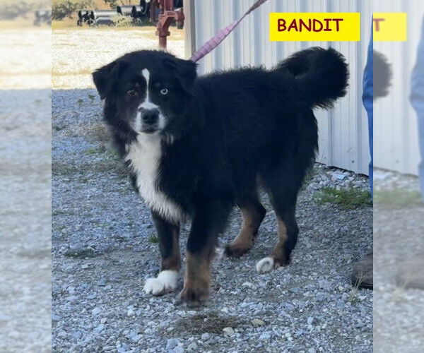 Medium Photo #1 Australian Shepherd-Unknown Mix Puppy For Sale in Unionville, PA, USA