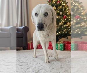 Great Pyrenees Dogs for adoption in Bakersfield, CA, USA