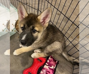 Wolf Hybrid Puppy for sale in SAINT CROIX FALLS, WI, USA