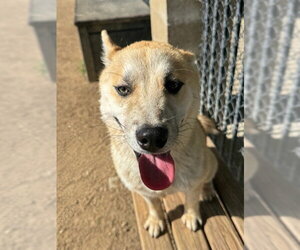 Siberian Husky Dogs for adoption in Riverside, CA, USA
