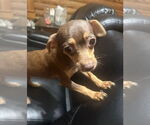 Small #3 Chihuahua