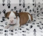 Small Photo #1 English Bulldog Puppy For Sale in GLENCOE, IL, USA