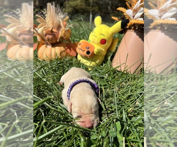 Medium Photo #7 Labrador Retriever Puppy For Sale in NEOLA, WV, USA