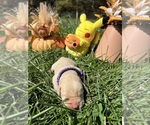 Small #6 Labrador Retriever