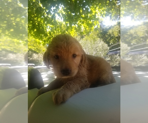 Medium Photo #4 Golden Retriever Puppy For Sale in MCMINNVILLE, TN, USA