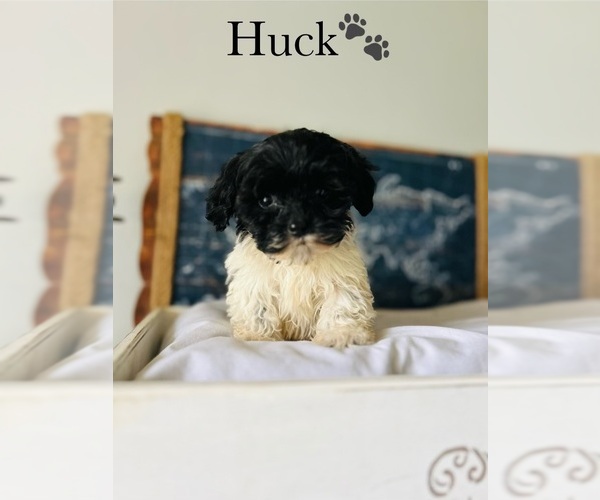 Medium Photo #6 Cock-A-Poo Puppy For Sale in MURFREESBORO, TN, USA