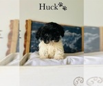 Small Photo #6 Cock-A-Poo Puppy For Sale in MURFREESBORO, TN, USA