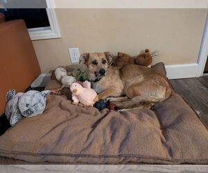 German Shepherd Dog-Unknown Mix Dogs for adoption in Huntington Beach, CA, USA