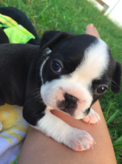 Boston Terrier Puppy for sale in PALM COAST, FL, USA