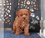 Small #1 Poochon