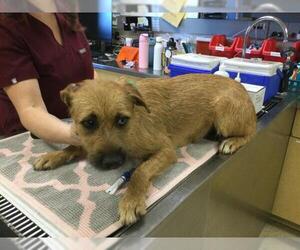 Mutt Dogs for adoption in Riverside, CA, USA