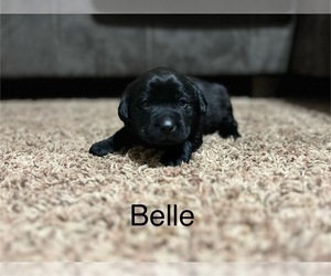 Labrador Retriever Puppy for sale in AUGUSTA, WI, USA