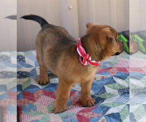Mason Jar - Female Dachshund Dog for Adoption - Photo #4
