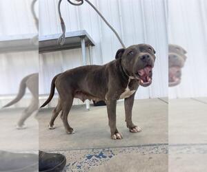 American Pit Bull Terrier Dogs for adoption in Bakersfield, CA, USA