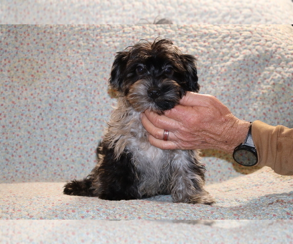 Medium Photo #14 Yorkiepoo mix (+ Poodle Toy) Puppy For Sale in DYERSBURG, TN, USA
