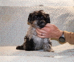 Small #13 Yorkiepoo mix (+ Poodle Toy)