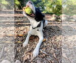 Small #4 Border Collie Mix