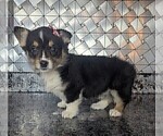 Small Pembroke Welsh Corgi