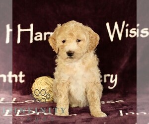 Goldendoodle (Miniature) Puppy for sale in GORDONVILLE, PA, USA