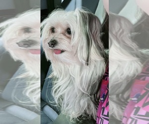 Father of the Morkie puppies born on 04/28/2026