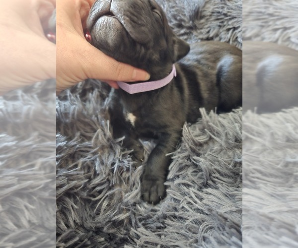 Medium Photo #3 Cane Corso Puppy For Sale in HENRY, VA, USA
