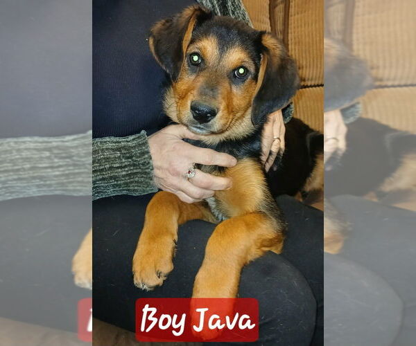 Medium Photo #1 German Shepherd Dog-Unknown Mix Puppy For Sale in Aurora, IN, USA