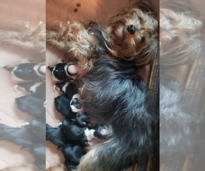 Mother of the Yorkshire Terrier puppies born on 03/31/2021